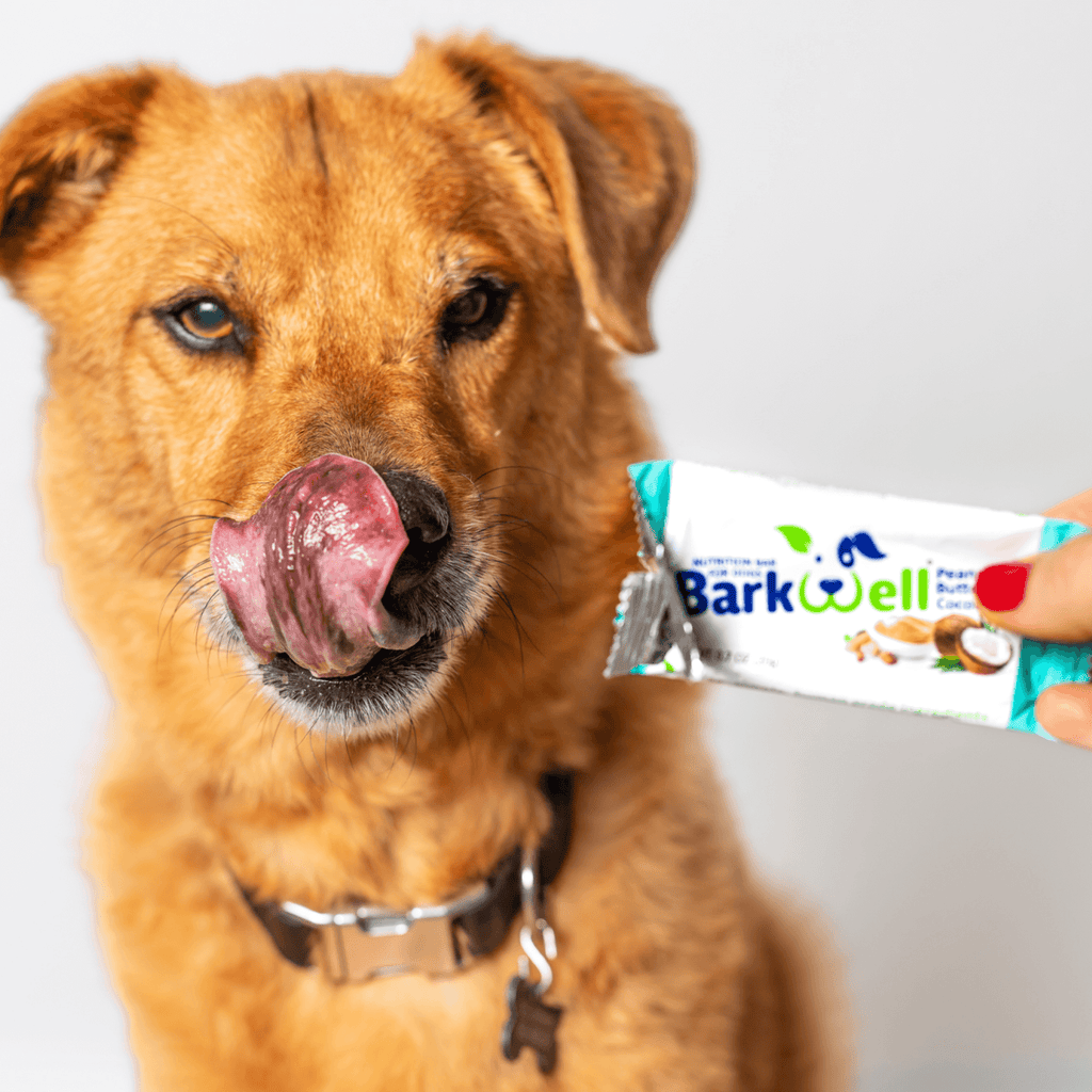 Big brown dog looking at a Peanut butter and coconut dog nutrition bar 