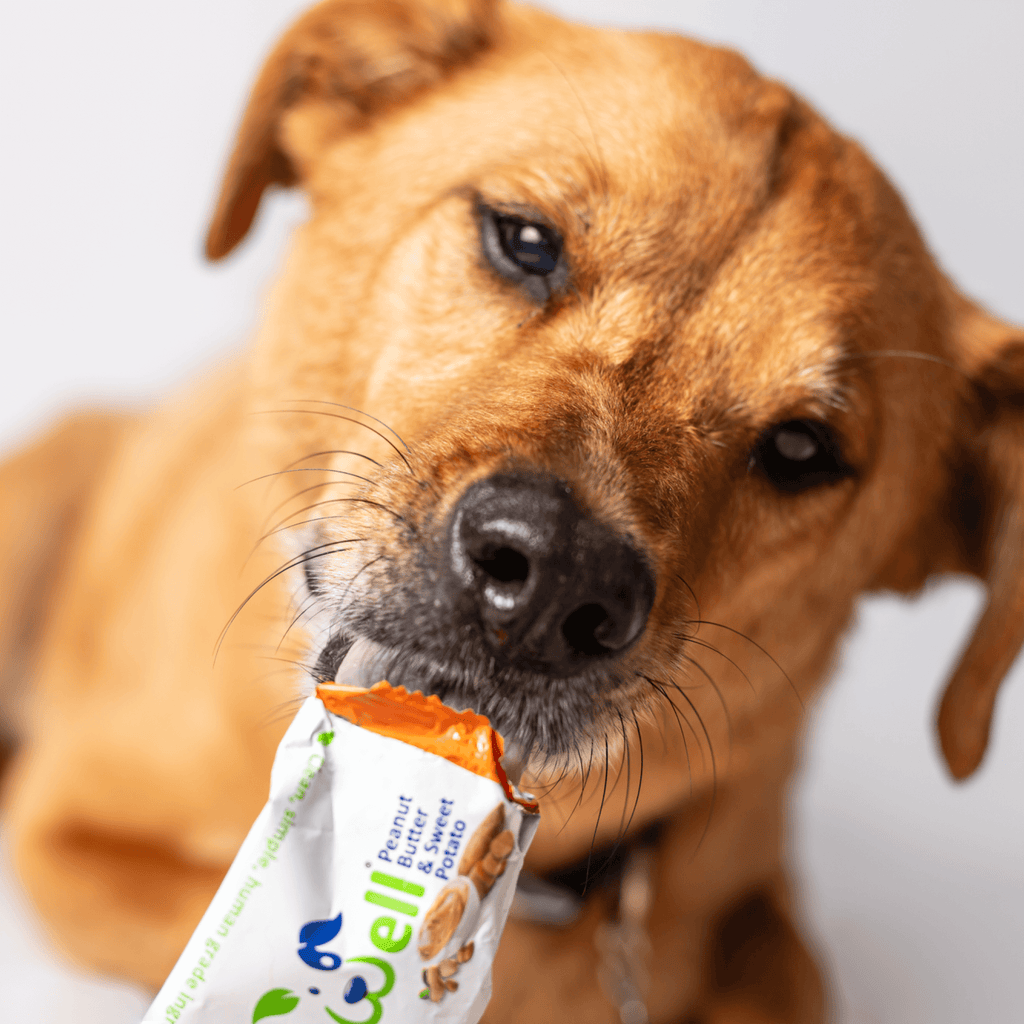 Big brown dog eating a Peanut butter and sweet potato dog nutrition bar 